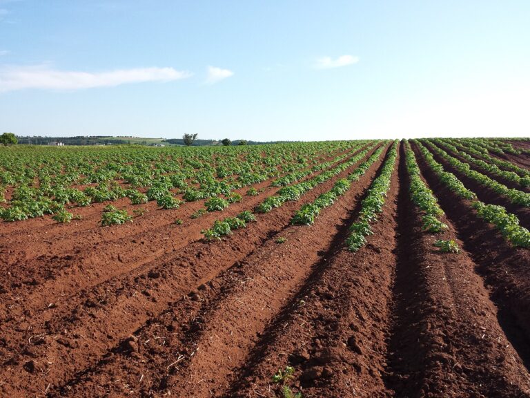 potato, field, crops-1628500.jpg
